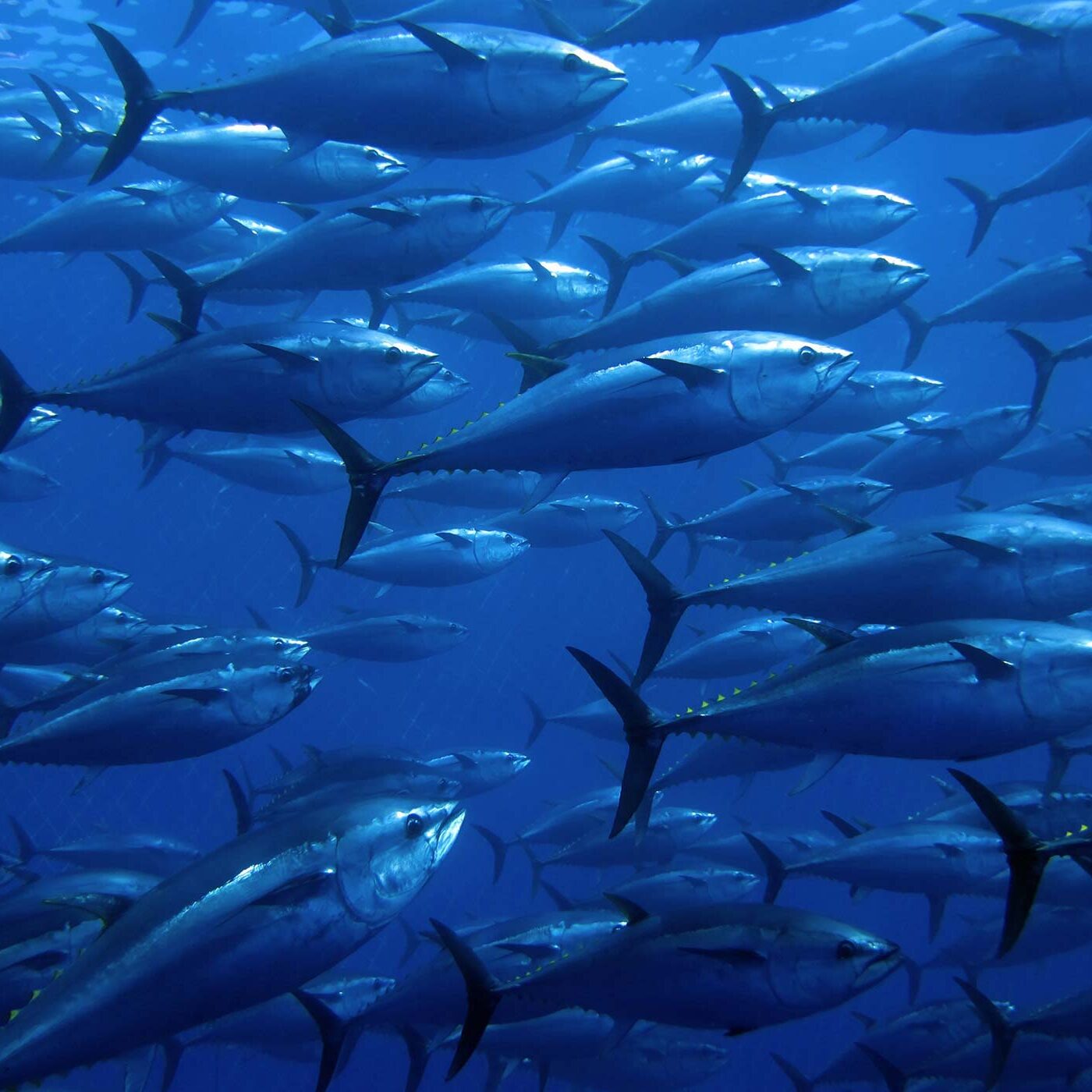 Bluefin Tuna background